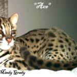ALC cat