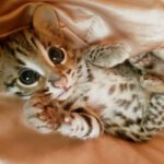 Asian Leopard cat