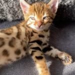 Bengal kitten for sale