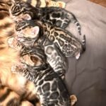 kitten litter