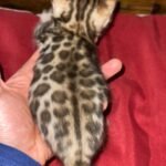 kittens now