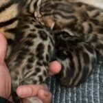 kittens now 3