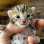 kittens now 4